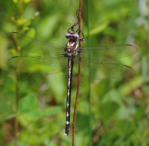 Female
18 May 2010  Chattooga